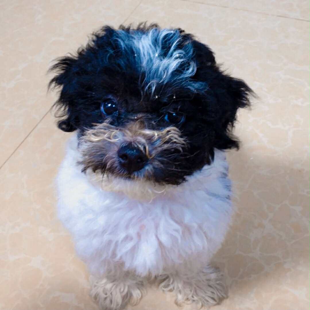 jailopetcorner.store